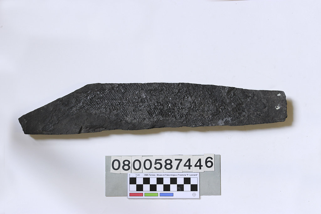 fossile (Paleoniscum freieslebeni, su lastra, esemplare)