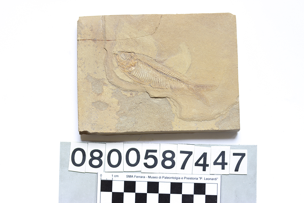 fossile (Diplomystus cf. dentatus, lastra, esemplare)