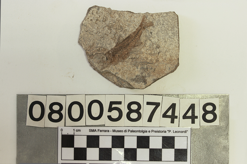 fossile (Dapalis macrurus, esemplare)