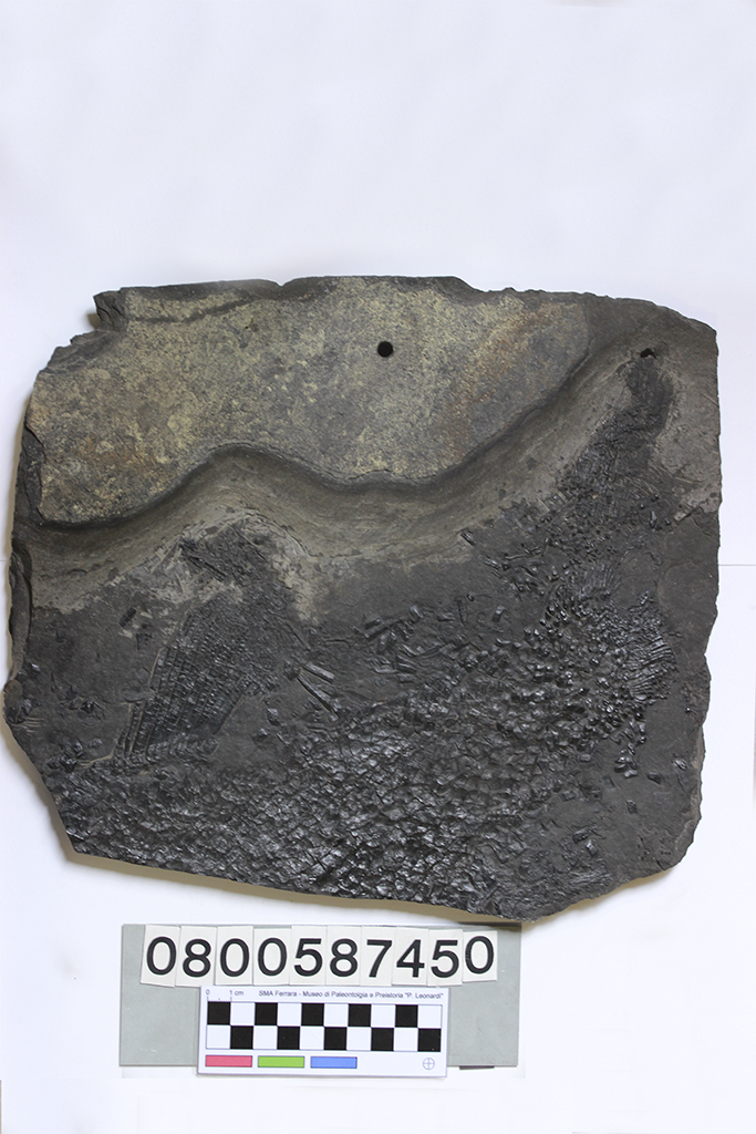 fossile (Colobodus sp, lastra, esemplare)