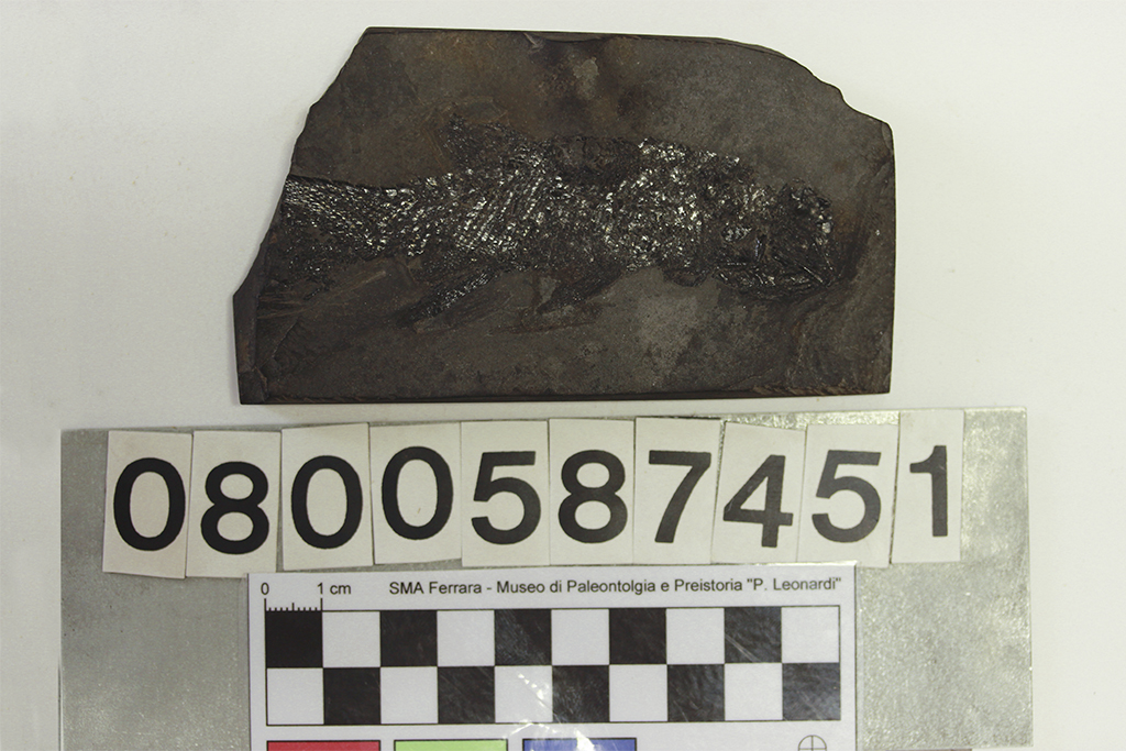 fossile (pesce fossile, lastra, esemplare)