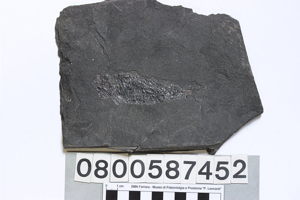 fossile (pesce fossile, lastra, esemplare)