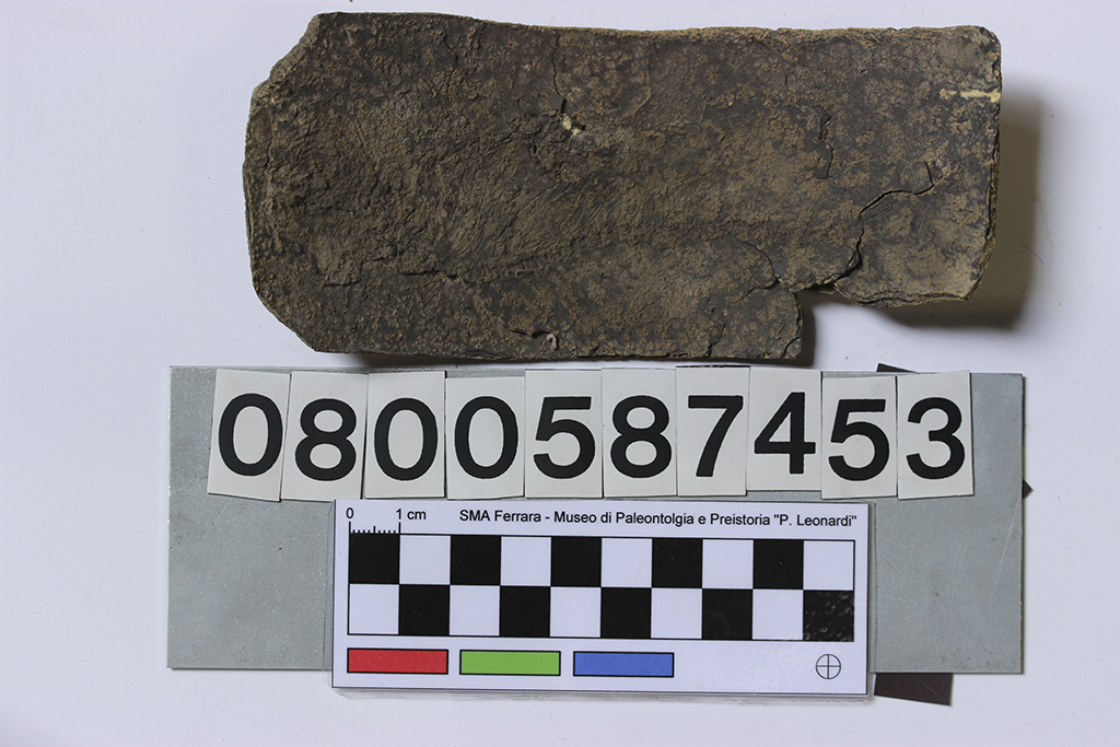 fossile (pesce fossile, lastra, esemplare)