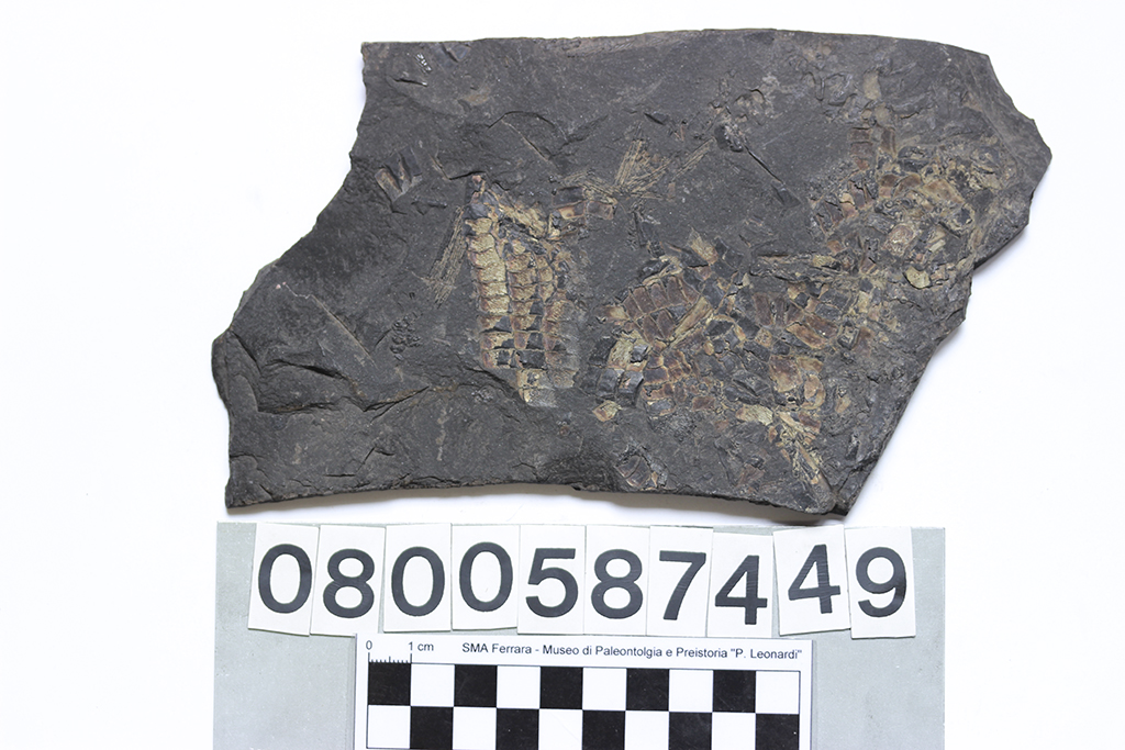fossile (pesce con scaglie ganoidi, lastra, esemplare)