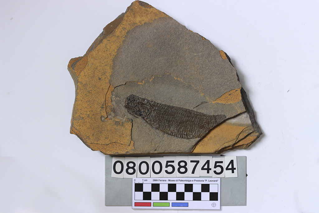 fossile (Dipterus sp., lastra, esemplare)