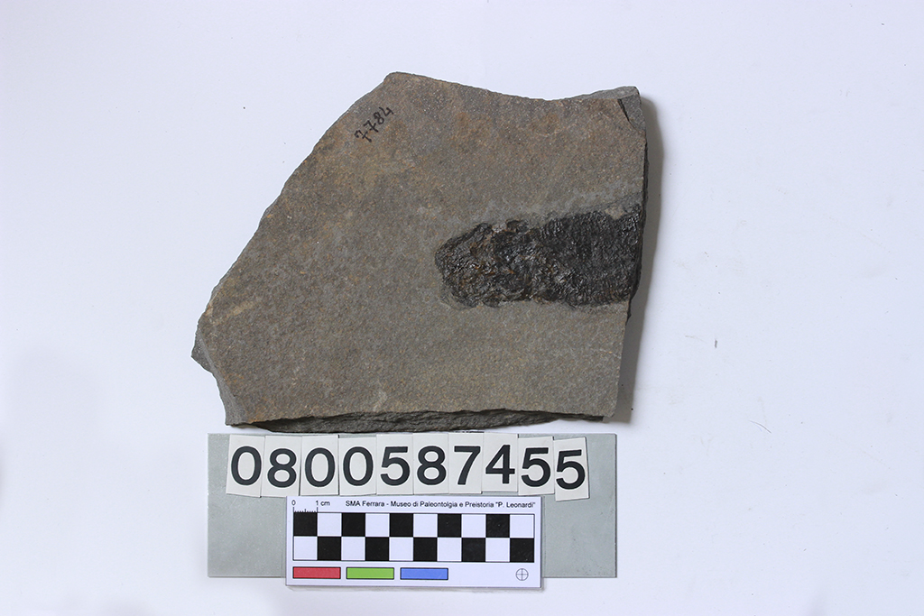 fossile (Dipterus sp., lastra, esemplare)