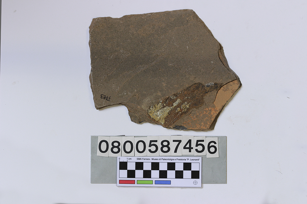 fossile (Dipterus sp., lastra, esemplare)