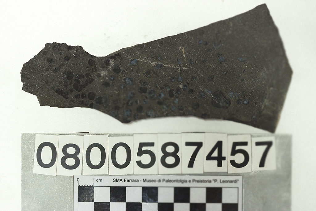 fossile (frammento di pesce, lastra, esemplare)