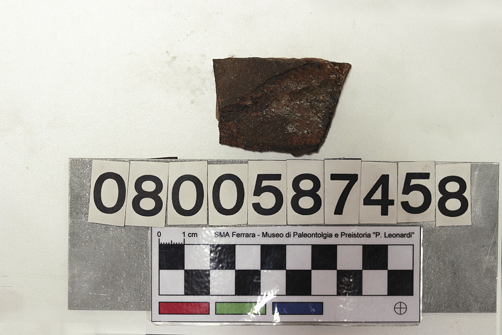 fossile (frammento di pesce, lastra, esemplare)