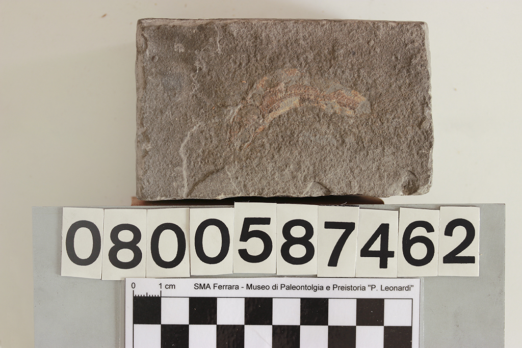 fossile (Actinopterigio, pesce su lastra, esemplare)