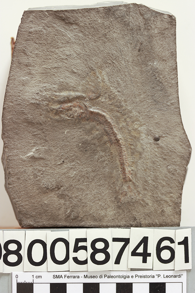 fossile (Leptolepis sprattiformis, esemplare)