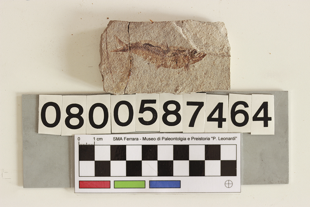 fossile (Actinopterigio, pesce su lastra, esemplare)