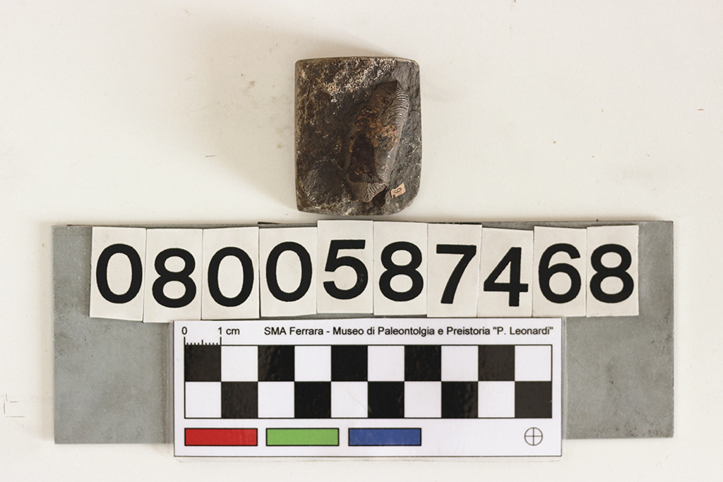 fossile (Acrodus nobilis, dente, esemplare)