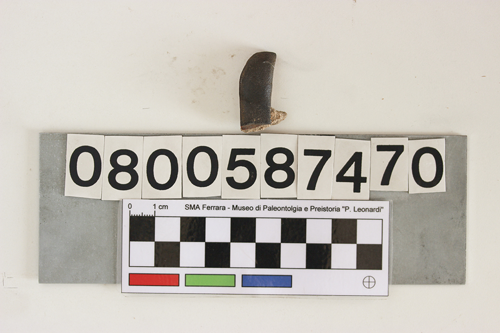 fossile (Strophadus tenuis, dente, esemplare)