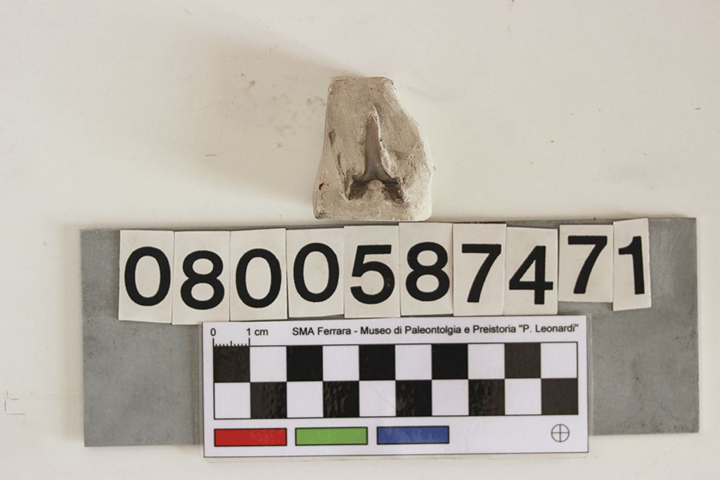 fossile (Odontaspis contortidens, dente, esemplare)