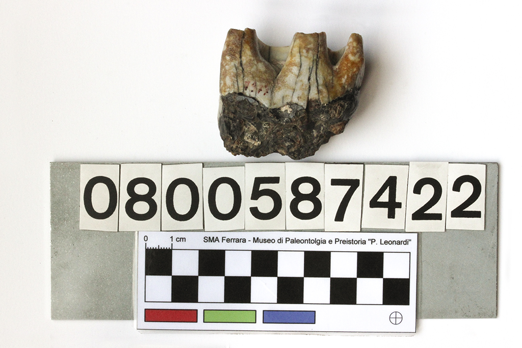 fossile (Rhinoceros sondaicus, esemplare)