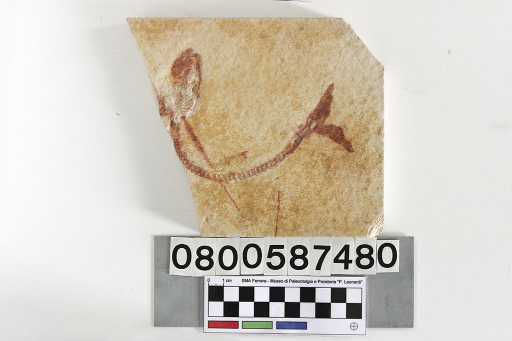 fossile (Actinopterygii fossile non identificato proveniente da Solnhofen, esemplare)