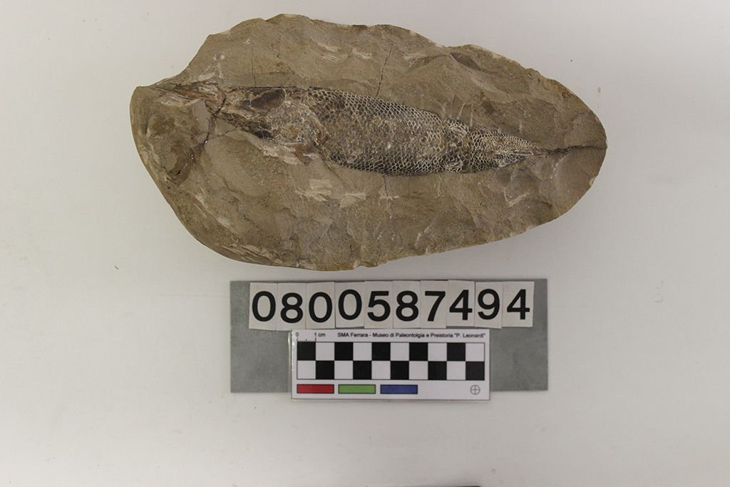 fossile (Rhacolepis sp, esemplare)