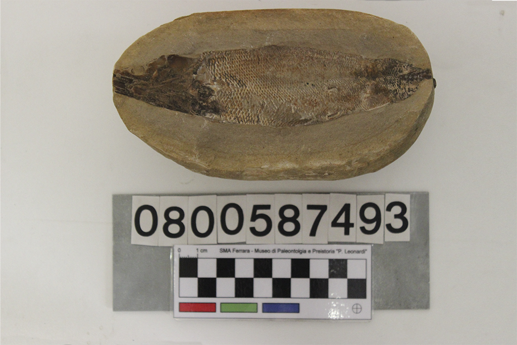 fossile (Rhacolepis sp, esemplare)