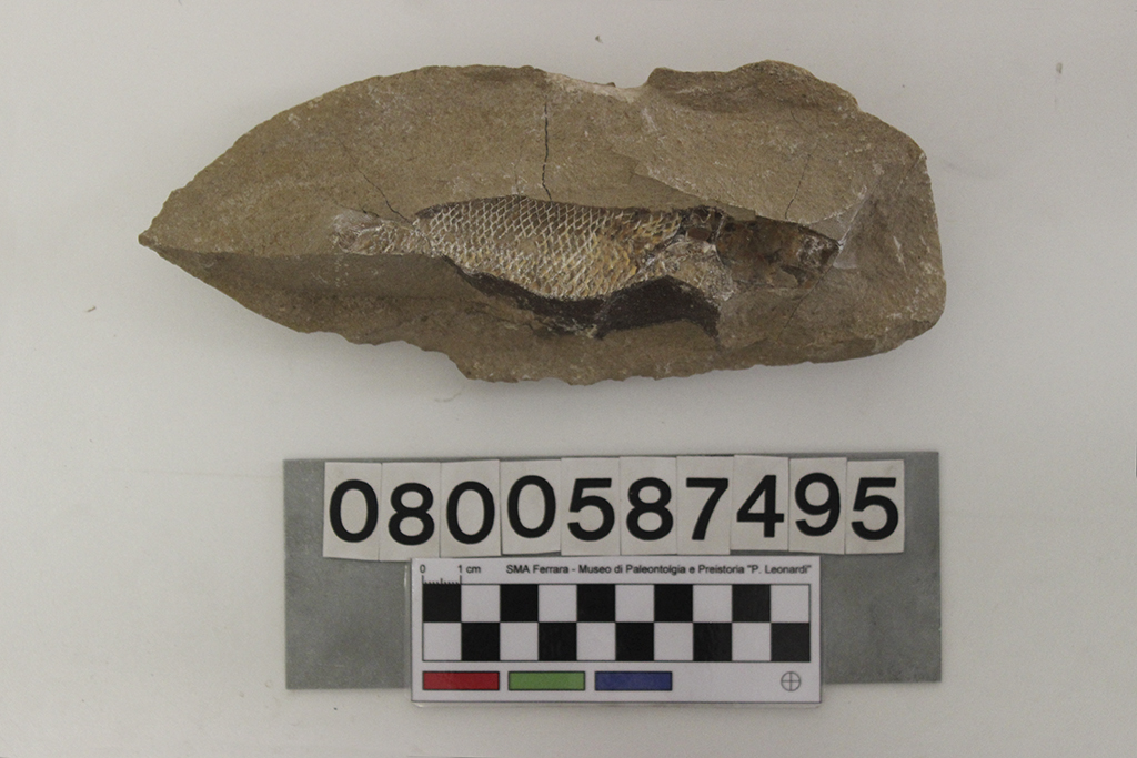 fossile (Rhacolepis sp, esemplare)