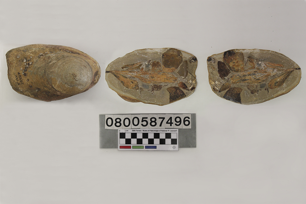 fossile (Vintifer comptoni, serie)