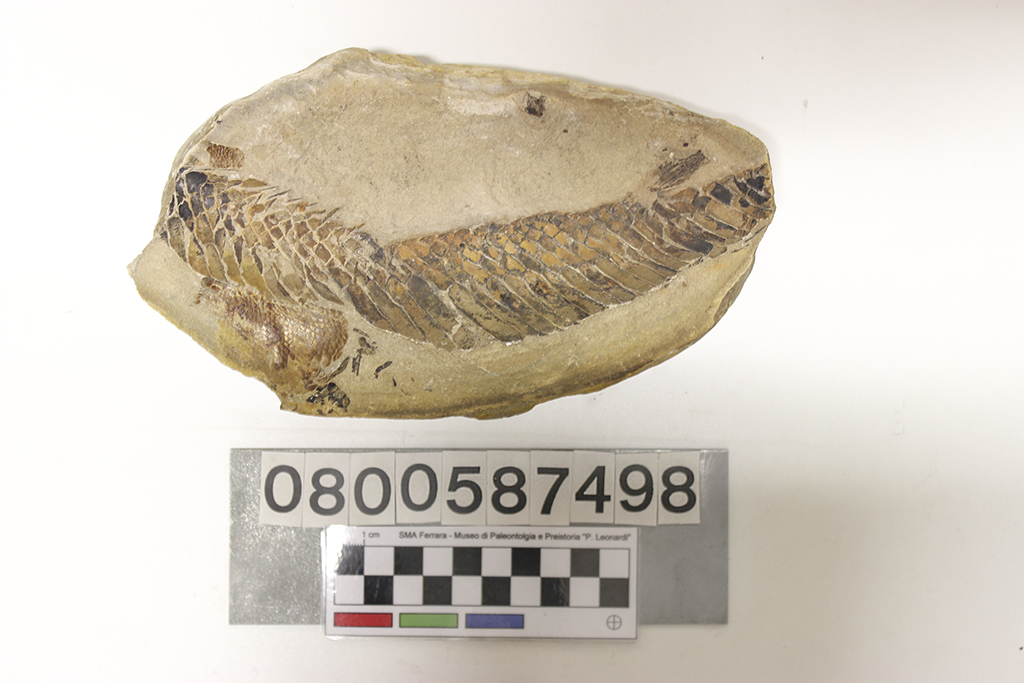 fossile (Aspidorhynchus sp, esemplare)