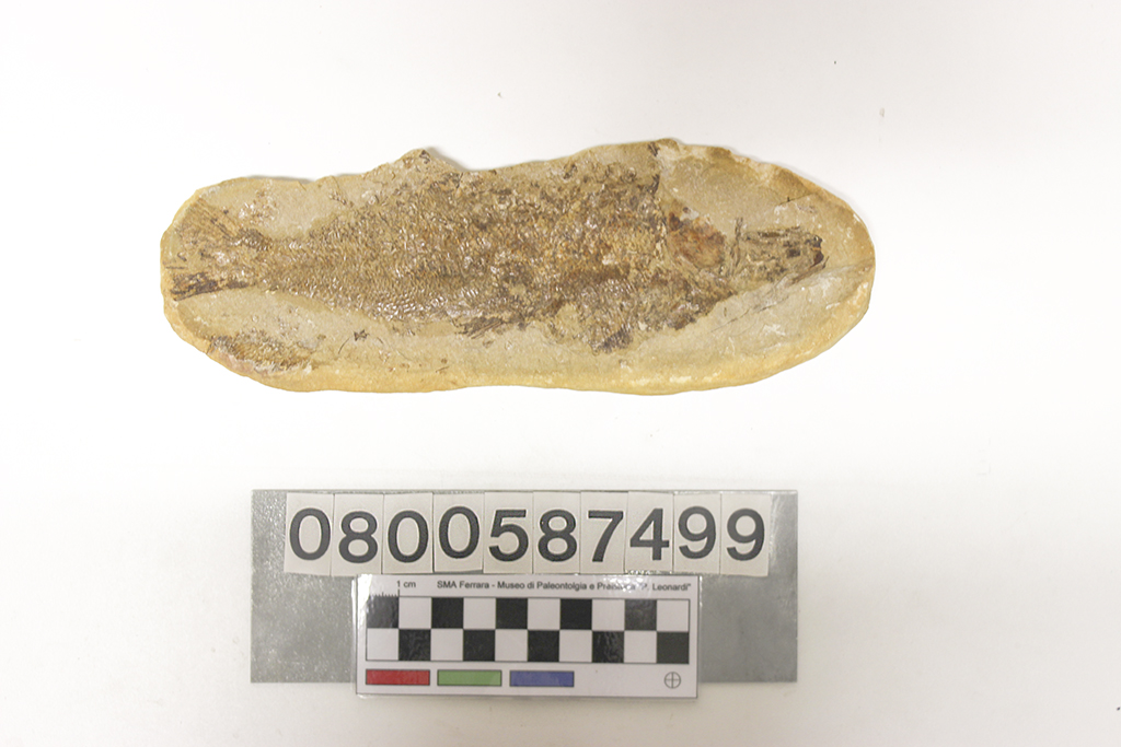 fossile (Calamopleurus sp, esemplare)