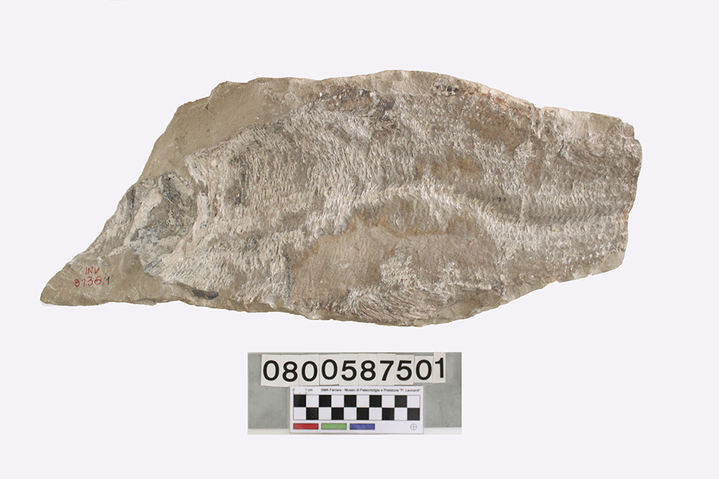 fossile (cf. Paraelops, esemplare)