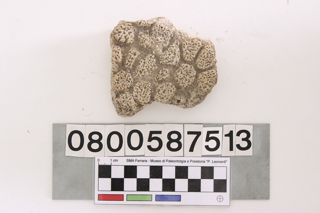 fossile (Glyptodon clavipes, esemplare)