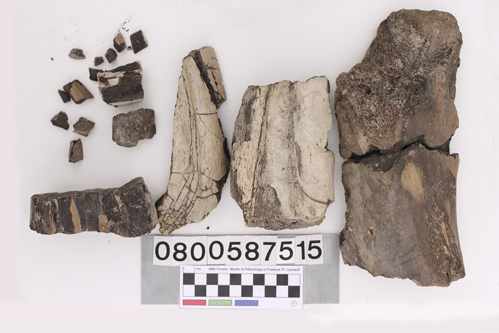 fossile (Frammenti Dinosauromorpha (20), serie)