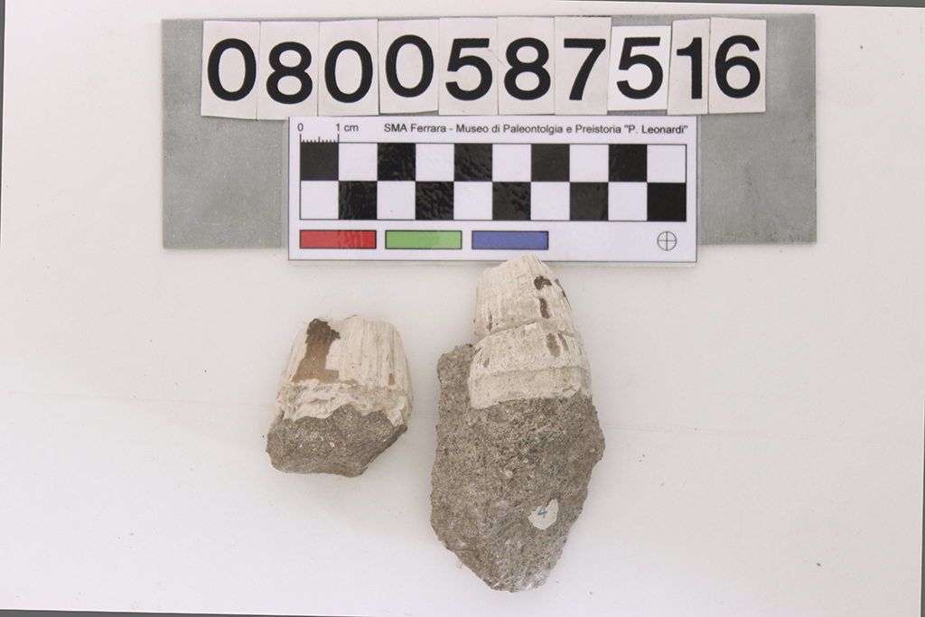 fossile (cf. Mosasaurus, due frammenti di denti, serie)