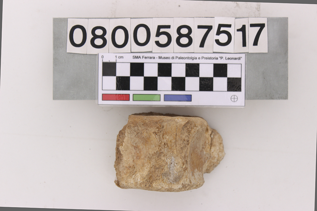 fossile (cf. Plesiosaurus, vertebra, esemplare)