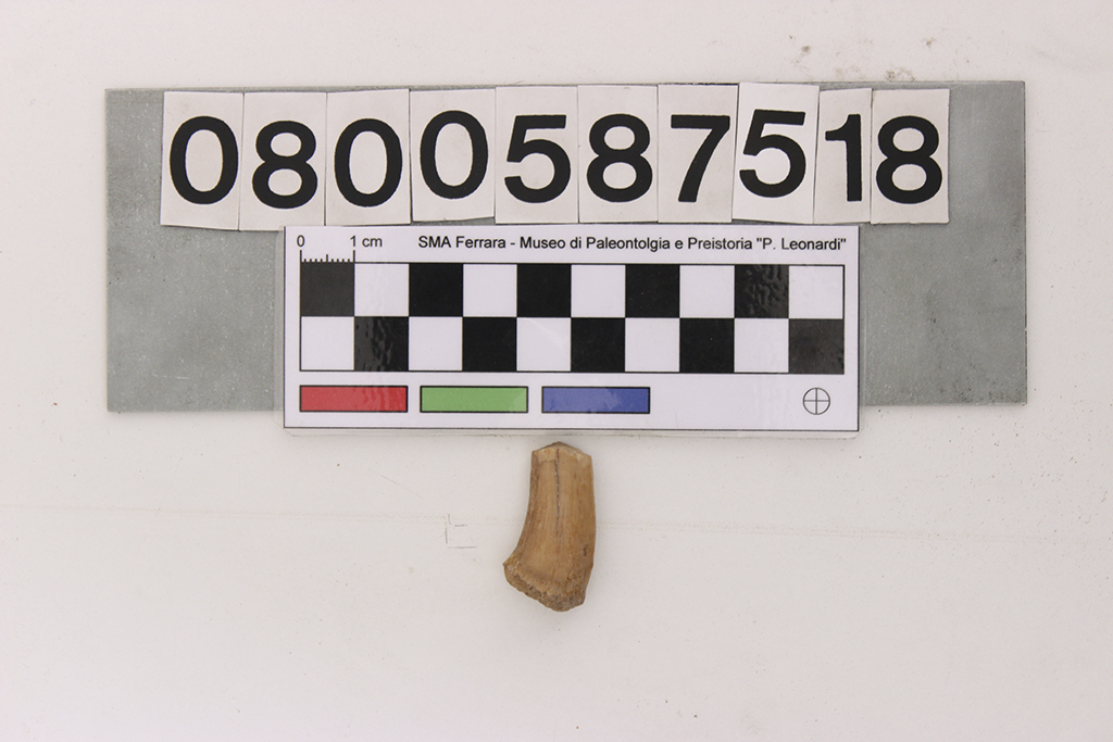 fossile (dente di Plesiosaurus sp)