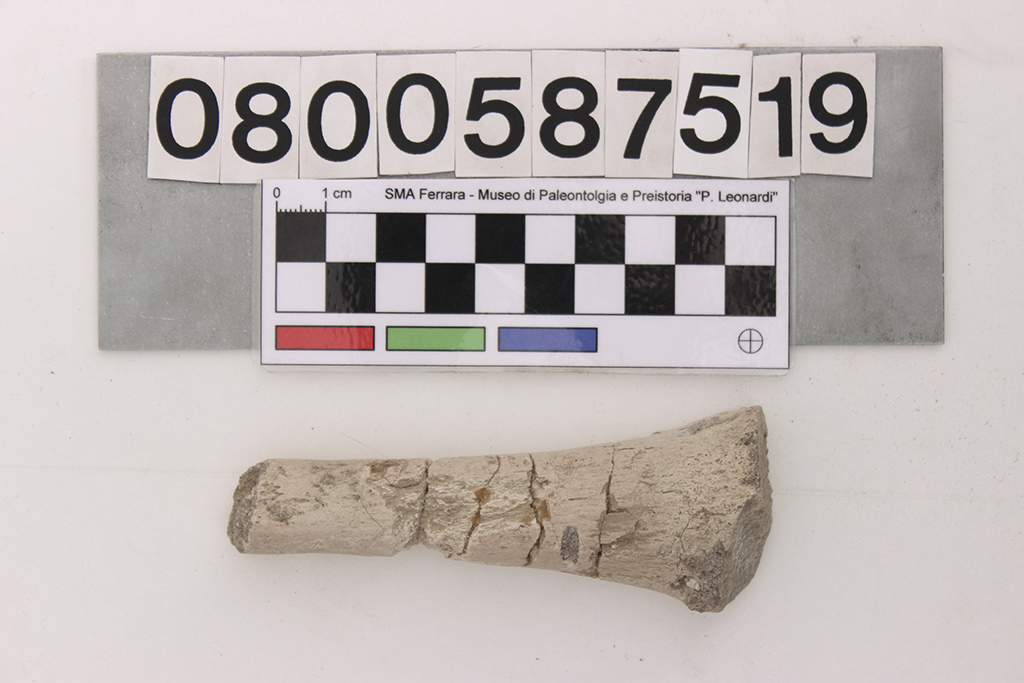 fossile (osso di Plesiosaurus sp)