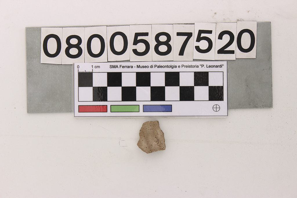 fossile (Hadrosauridae indet, frammento dentale, esemplare)