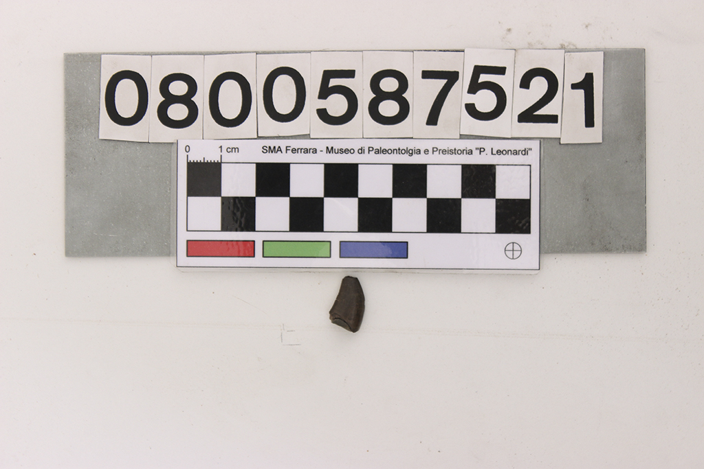 fossile (Dinosauromorpha indet, frammento dente, esemplare)