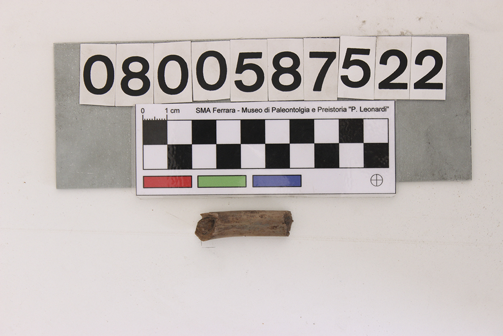 fossile (Dinosauromorpha indet, frammento diafisi, esemplare)