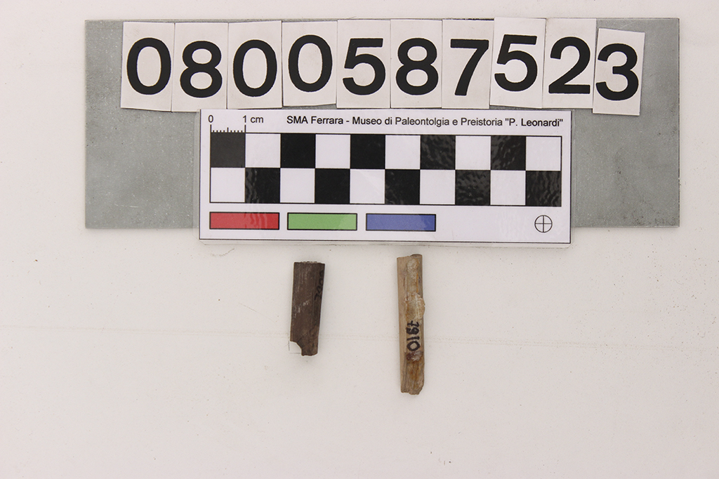 fossile (Dinosauromorpha indet, frammenti diafisi, serie)