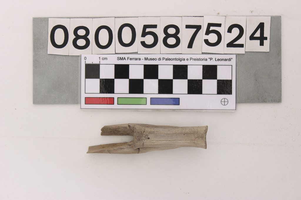 fossile (Struthiomimus sp, vertebra caudale, esemplare)