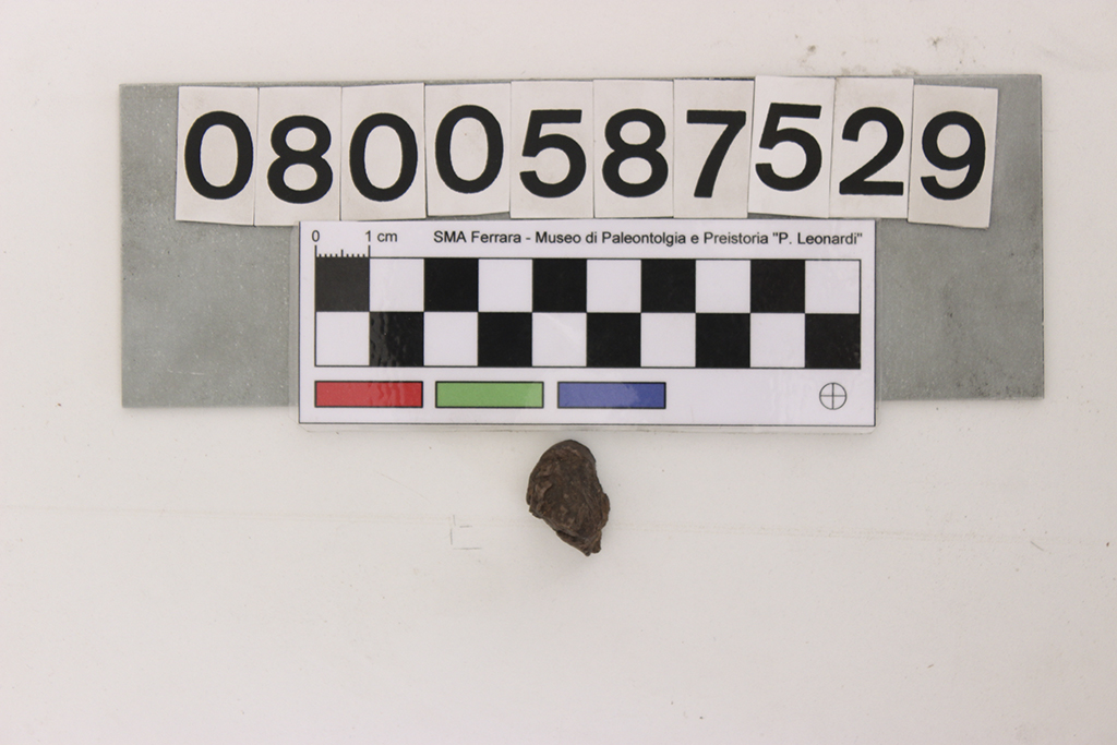 fossile (Megacerops sp, esemplare)