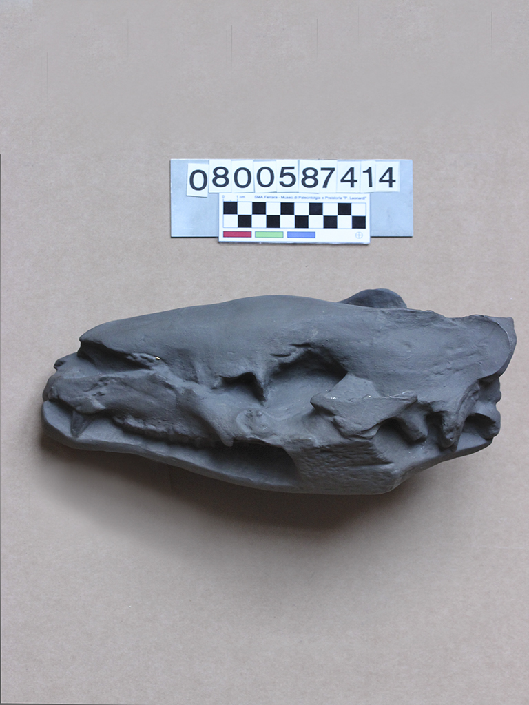 replica (modello) (Palaeotherium medium, cranio, esemplare)