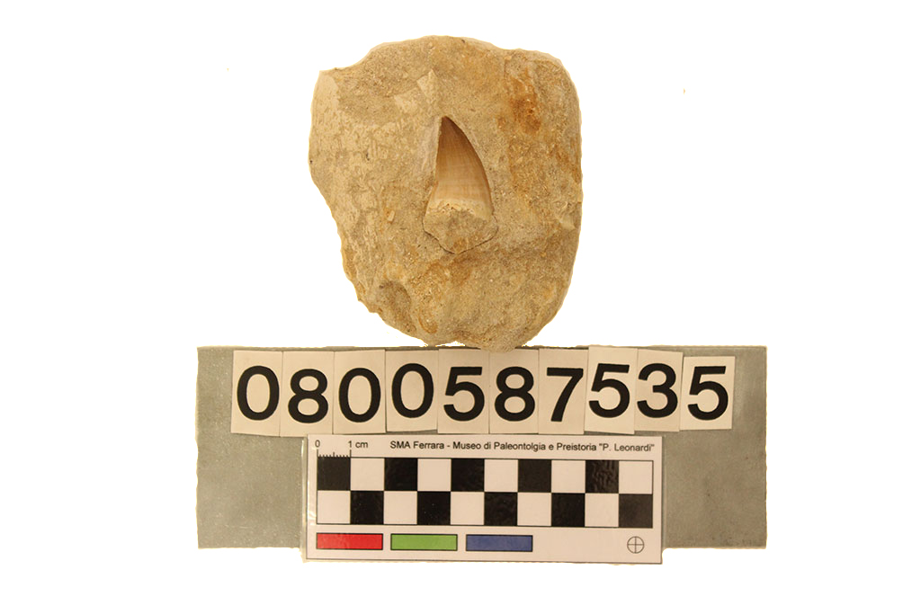 fossile (Mosasaurus sp., dente, esemplare)