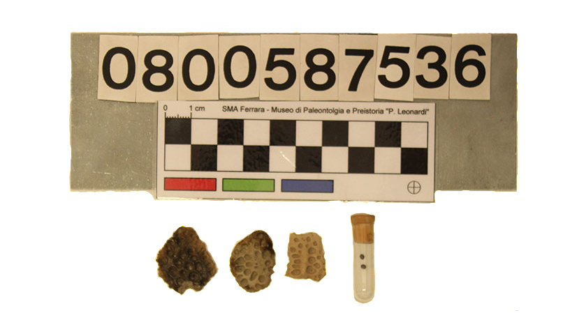 fossile (Leidyosuchus sp., piastre dermiche, serie)