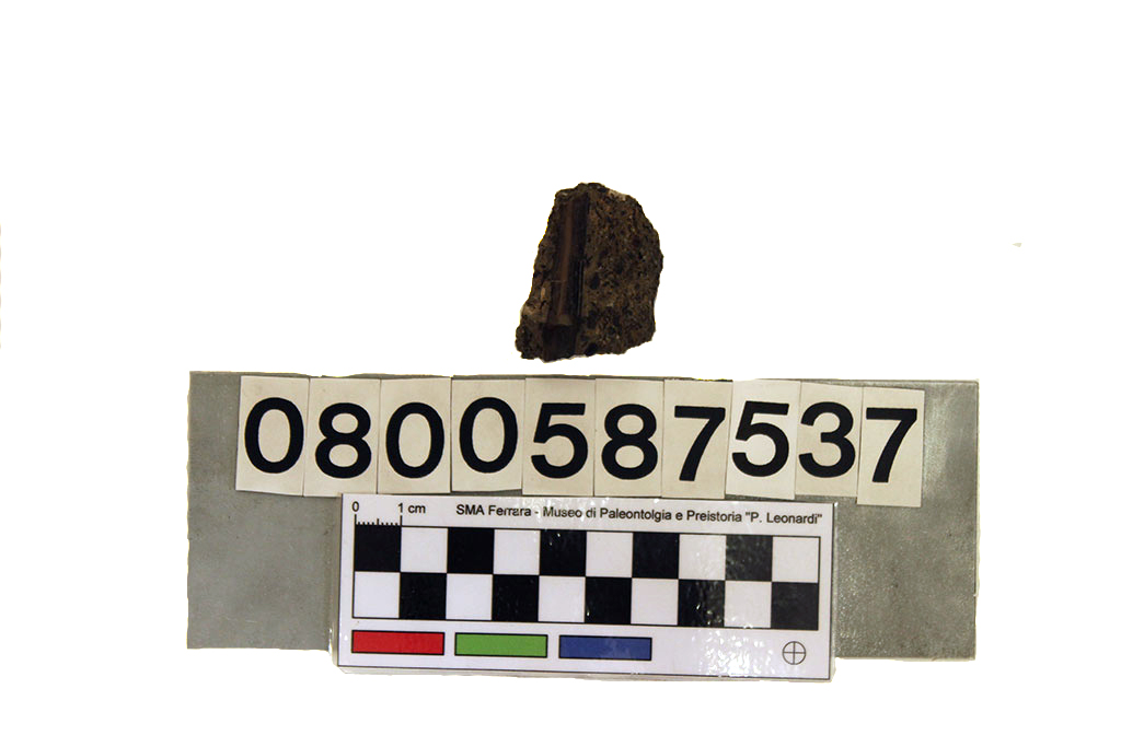 fossile (Nothosaurus mirabilis, frammento, esemplare)