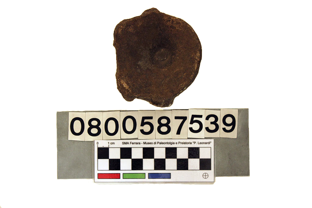 fossile (Rettile Mesozoico indeterminato, esemplare)