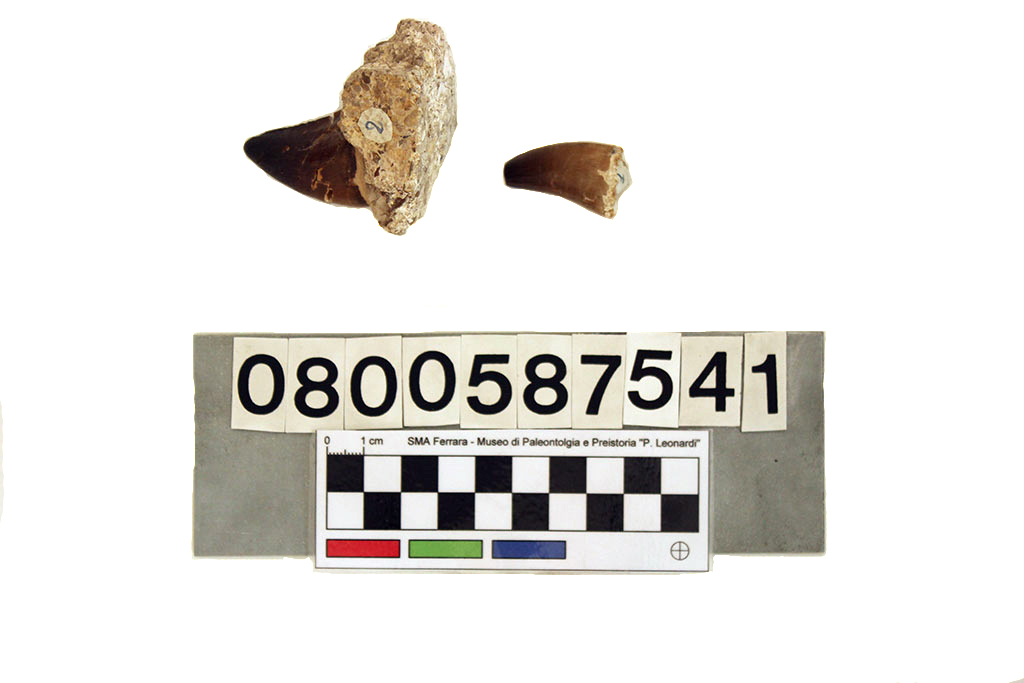 fossile (denti unicuspidati di Rettile Mesozoico, serie)