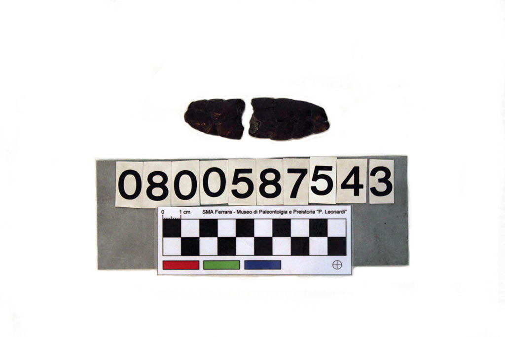 fossile (coprolite, esemplare)