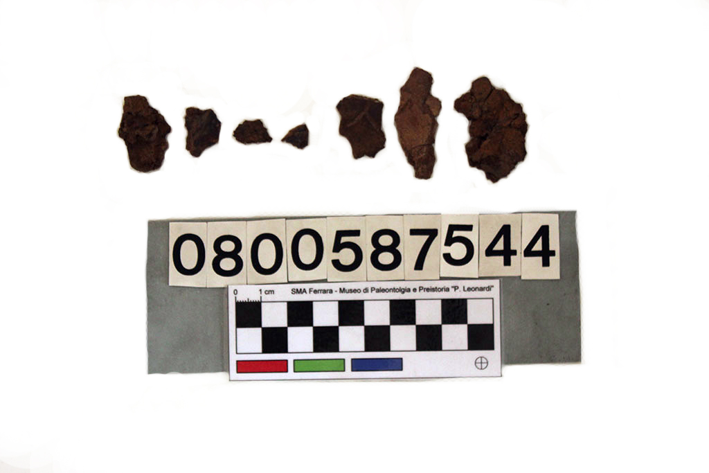 fossile (frammenti di Boremys pulchra, serie)