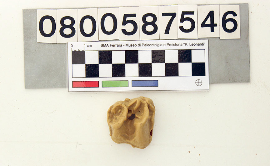 replica (modello) (Megatapirus augustus, molare superiore, esemplare)