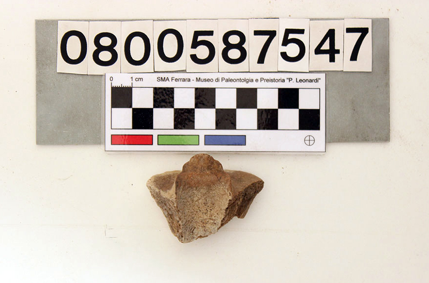 fossile (Merychippus sp., epistrofeo, esemplare)